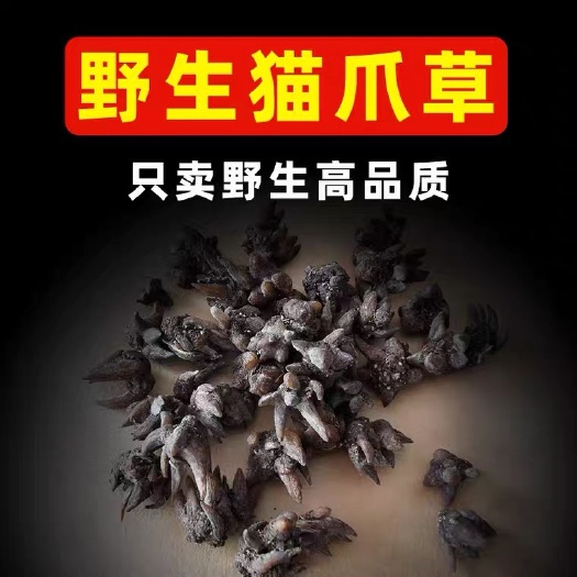 猫爪草 中药材 猫爪草