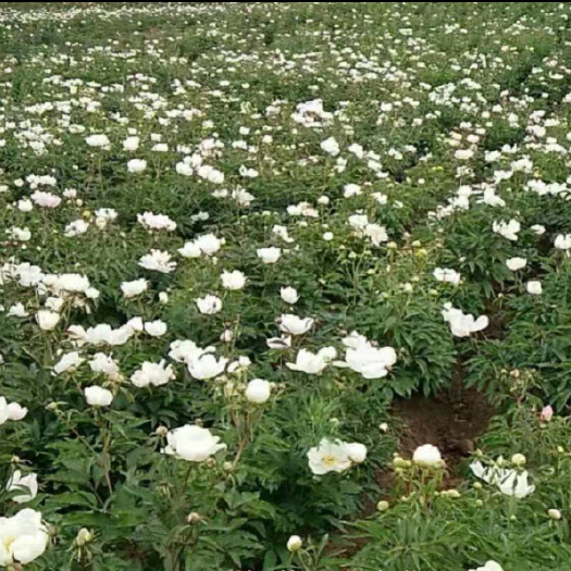 肇东市 售赤芍种苗，内蒙正棕