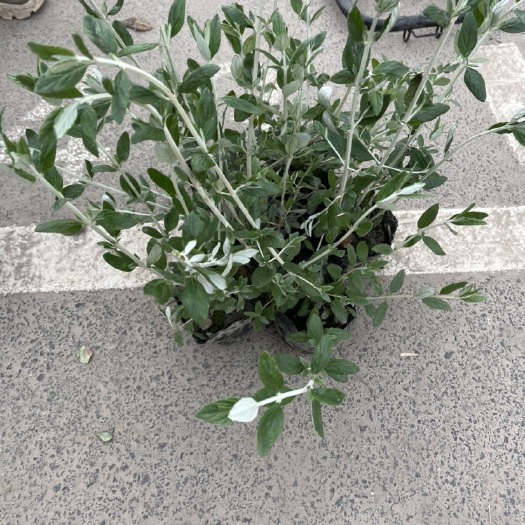 杭州丝兰 水果兰