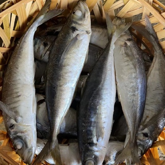 饶平县 当天生产，隔天到家潮汕招牌“鱼饭”熟食巴浪鱼