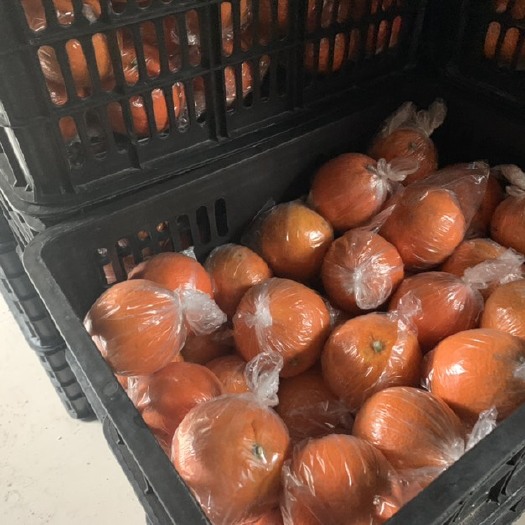芷江县纽荷尔脐橙 纽荷尔