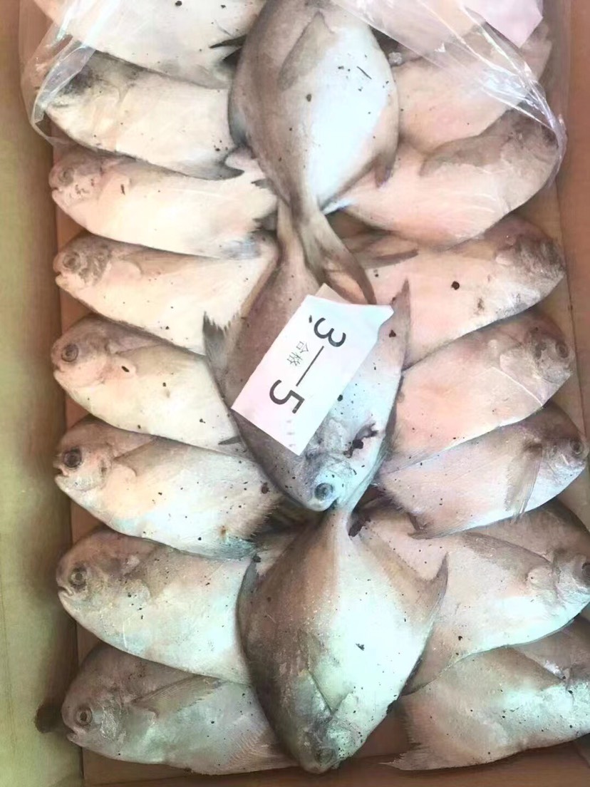 银鲳鱼