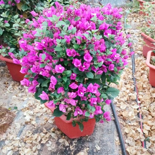 紫花三角梅 紫色花小红盆三角梅 三角梅种植基地农户直销低价批发