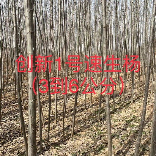 华阴市胡杨 3到6公分直径创新1号速生杨树