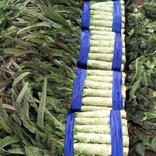 会理市千亩基地红尖叶预售，青叶莴笋 青皮莴笋，不空心大量上市需要