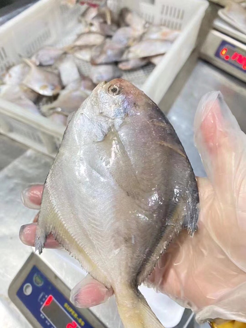 银鲳鱼