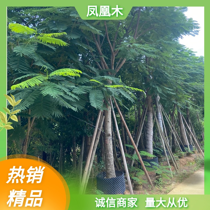 普宁市 凤凰木 红花楹