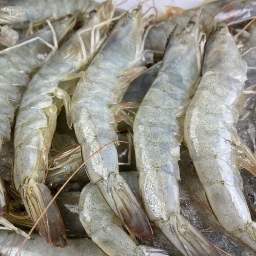 连云港南美白对虾 盐冻大虾桑塔20/30净重3.5斤