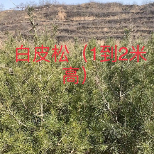华阴市陕西1到2米白皮松庭院绿化盆栽