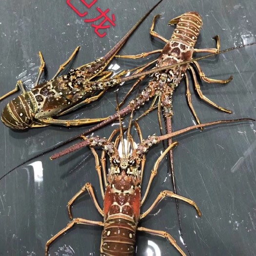 上海澳洲龙虾 ￼￼古巴龙