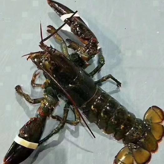 上海波士顿龙虾 ￼波龙