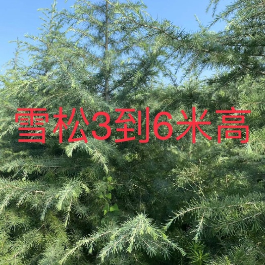 华阴市3到6米雪松销售