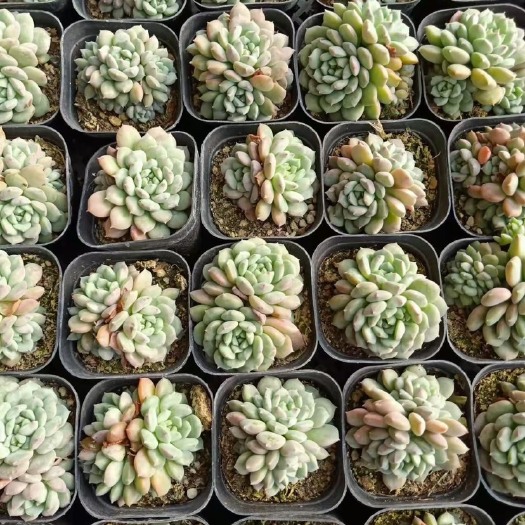 青州市多肉植物 65盆口胖子莱恩多肉