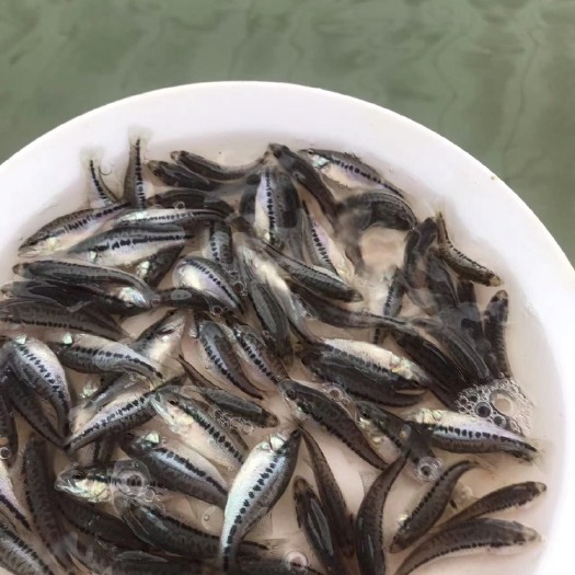 佛山鲈鱼苗  鱼苗  加州鲈鱼