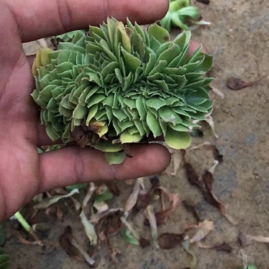 大连多肉法师 万圣节缀化批发40一颗，砍头苗0.3毛