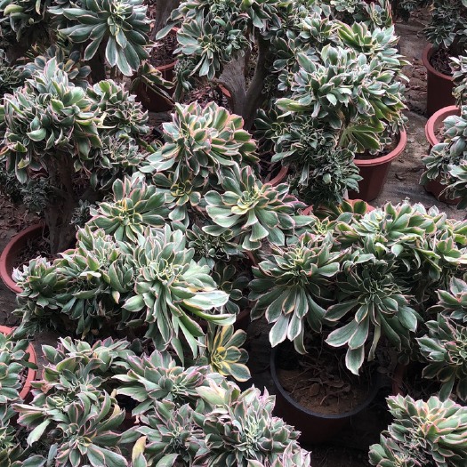 大连多肉法师 灿烂缀化批发20一颗，砍头苗0.2毛