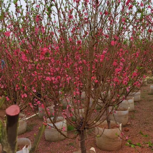 普宁市桃树苗 桃花树
