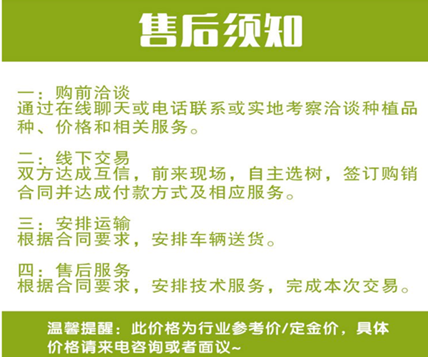 法國(guó)梧桐 速生法桐 法桐，懸鈴木，樹干必直