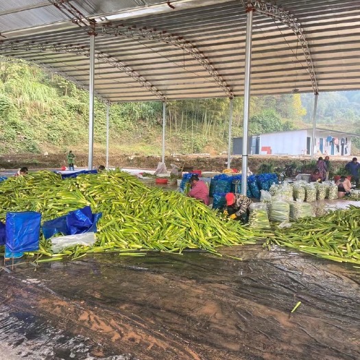 茭白 江西省宜春市上高县