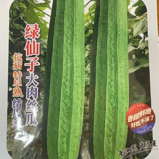 丝瓜种子 绿仙子大肉丝瓜品种主要性状:早熟，挂果多，口感甜脆