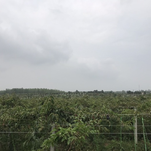 莒南县 软枣猕猴桃苗