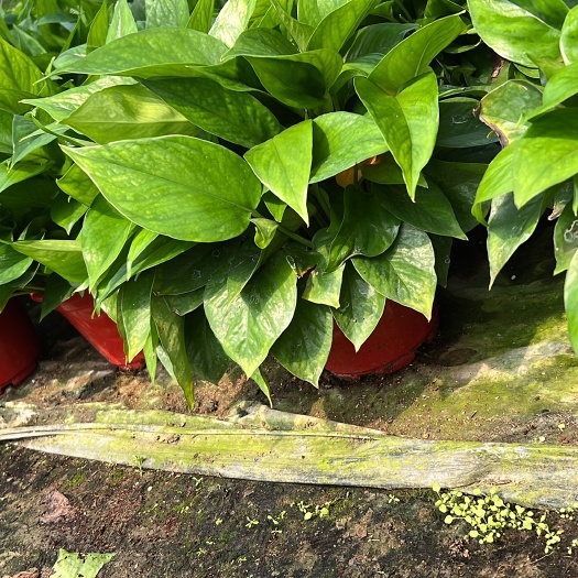 广州 绿萝盆栽室内批发花卉植物吸除甲醛客厅新房长藤绿植绿箩水培绿植