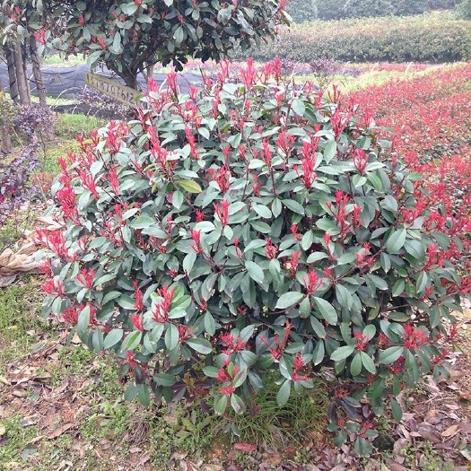 青州市红叶石楠球，一手货源，基地直销，大量供应