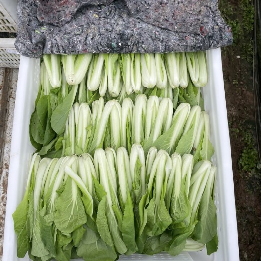 仁寿县快菜 精品小白菜，茼蒿菜，菜心，上海青！大量上市，诚邀各位大佬！