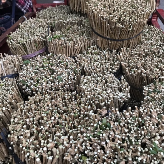 横州市 茉莉花苗，茉莉花枝，盆花