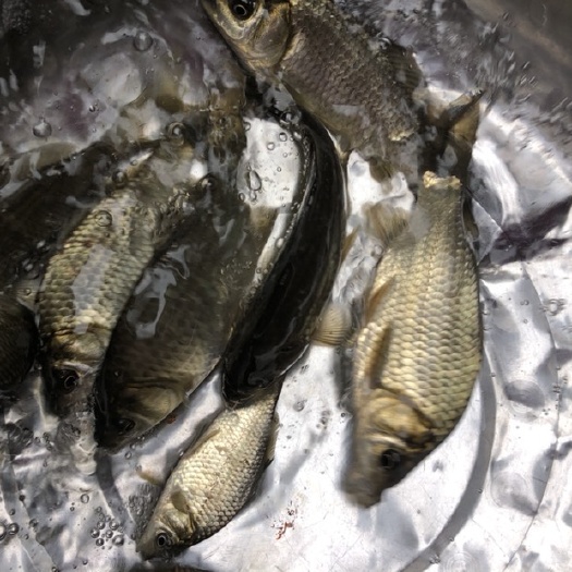 新田县鲤鱼 湘云鲫