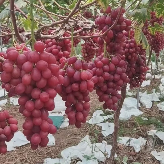 卢龙县红玫瑰葡萄苗 嫁接苗 裸根苗