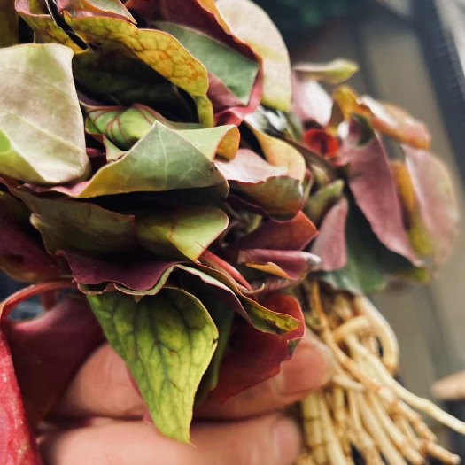 合江县白茎鱼腥草 鱼腥草