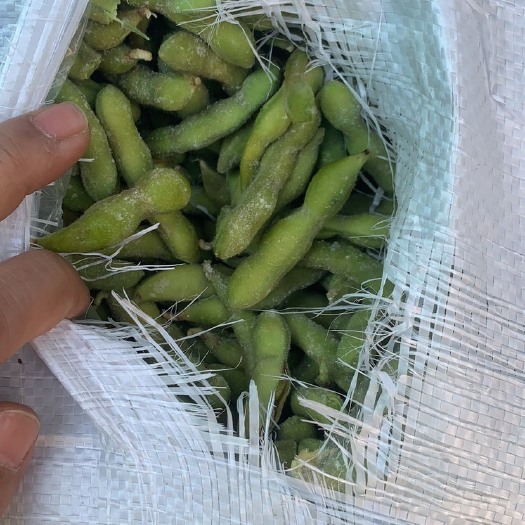 灯塔市精品毛豆，可来公司参观，可发样品