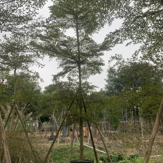 小叶榄仁 细叶榄仁