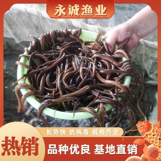 重庆市黄鳝苗 抗病毒 长势块 提供技术指导