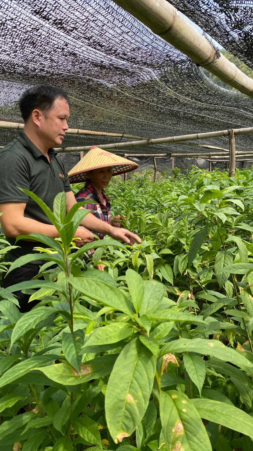 黄花倒水莲，黄花远志，观音串苗