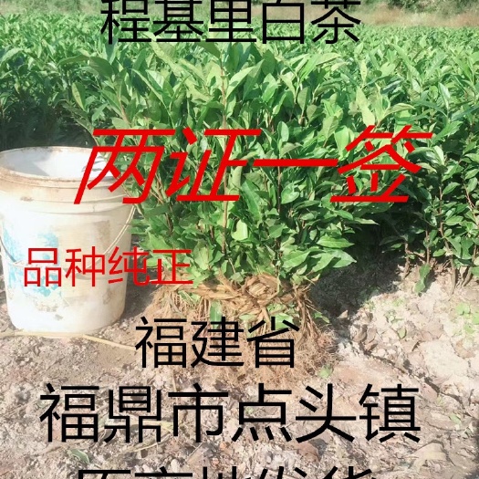 福鼎市福鼎白茶苗 茶苗  茶树苗 绿茶茶苗 原产批发