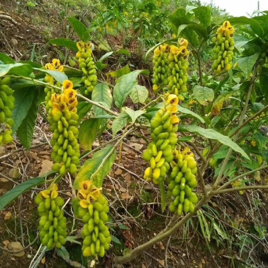 昭平县二年生黄花倒水莲苗，黄花远志苗，观音串苗