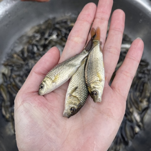 南宁 金背鲤鱼苗，一手货源，规格齐全，好养快大，价格优惠，保质保量