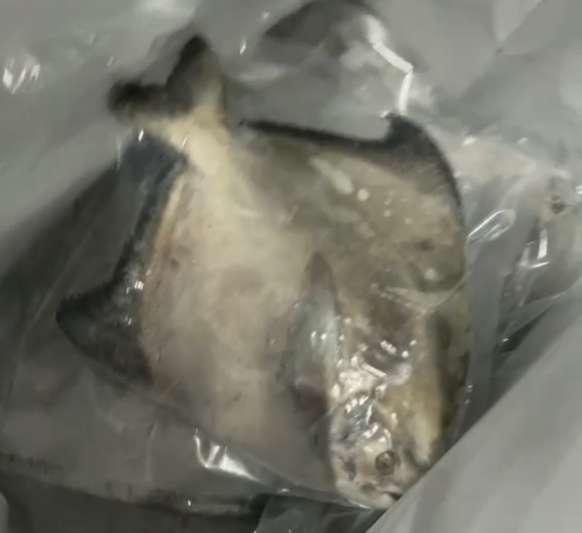 斗鲳鱼 深海海捕新鲜活冻冷冻 天然 精选品质 全国发货