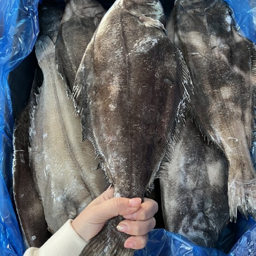 邹平市黄尾鲽鱼  比目鱼厂家供应，大量批发，格陵兰鲽鱼整条带脏16-27