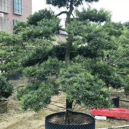 普宁市罗汉松