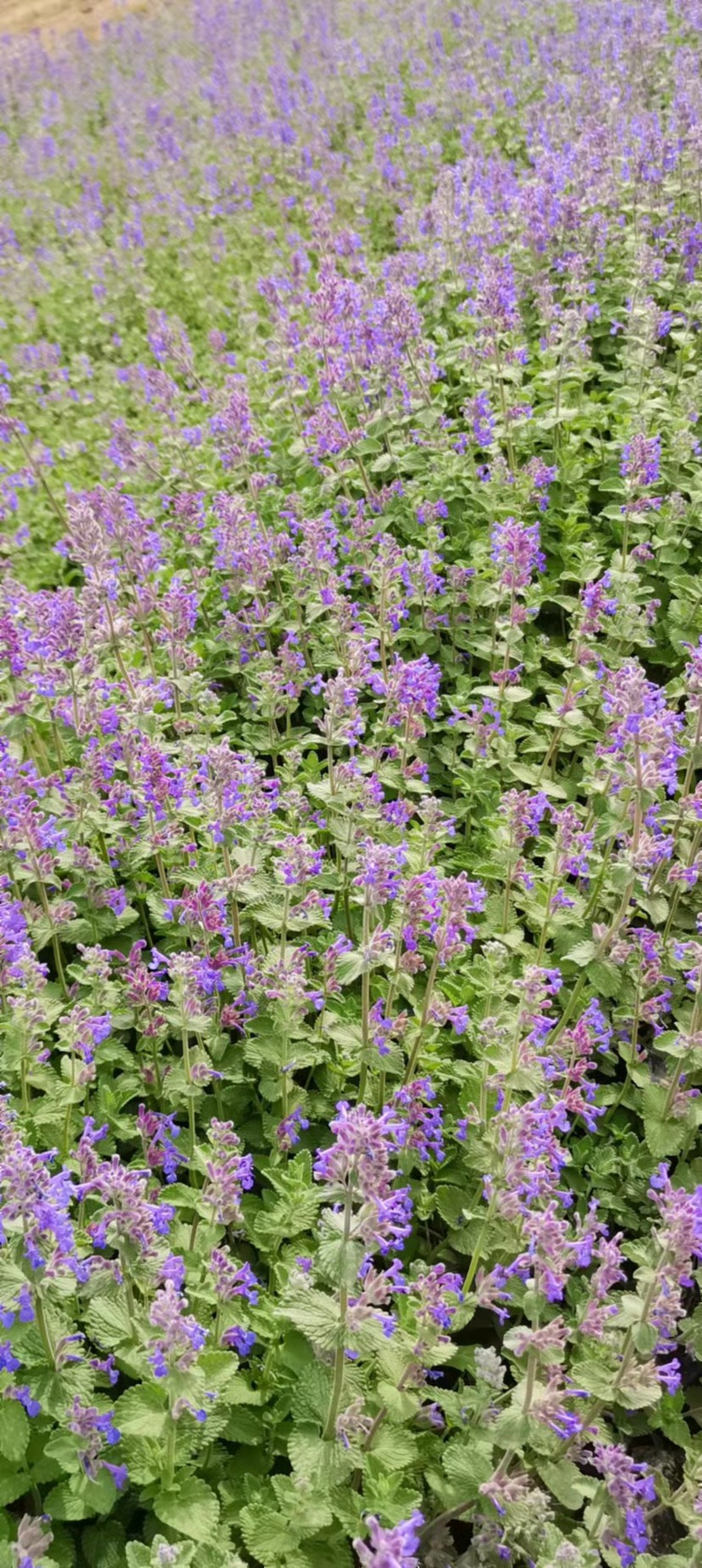 青州市荆芥种苗 荆芥，精品苗，基地直销，大量供应