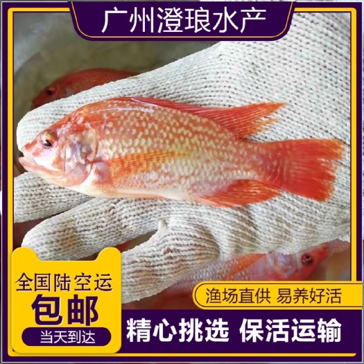 广州红罗非鱼苗  优质活体彩虹鲷红非洲鲫苗红色福寿鱼苗淡水养殖