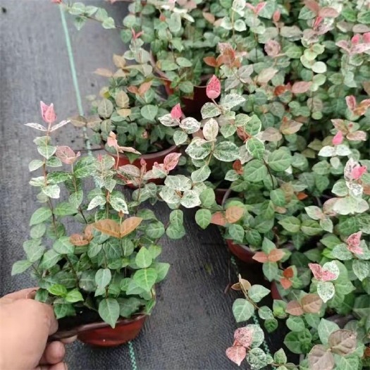 花叶络石，精品苗，基地直销，大量供应