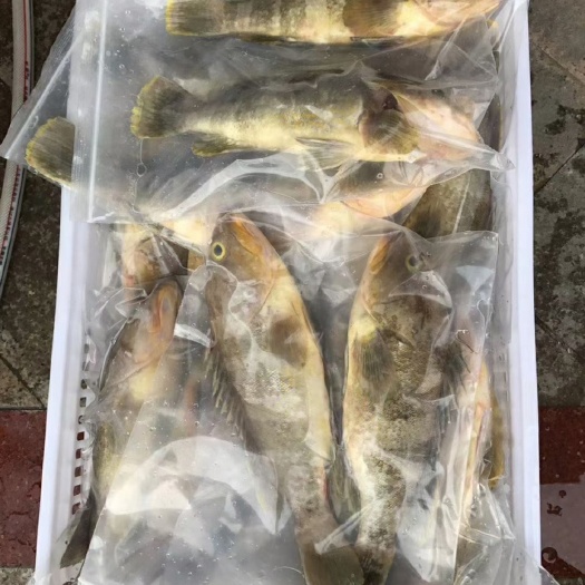 斑石鲷 石斑鱼 土过 批发单500斤起批活鲜