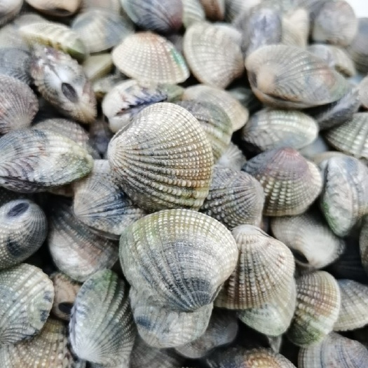 湛江黄金贝 钱贝