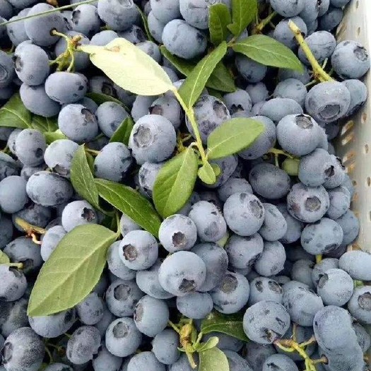 【现摘现发】新鲜蓝莓当季水果非蓝莓一件代发包邮
