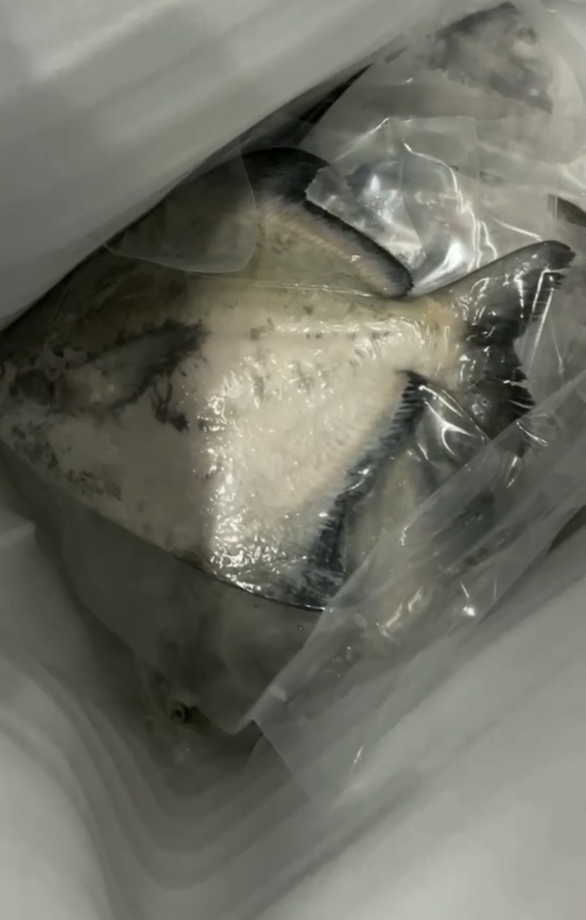 斗鲳鱼 深海海捕新鲜活冻冷冻 天然 精选品质 全国发货