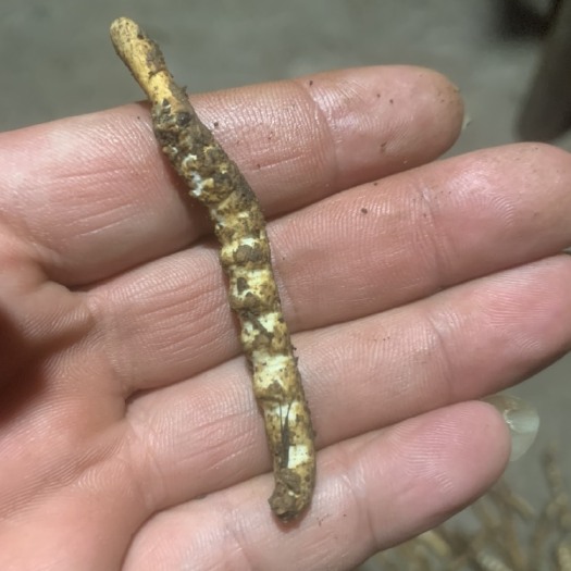 凤凰县 亚香棒虫草